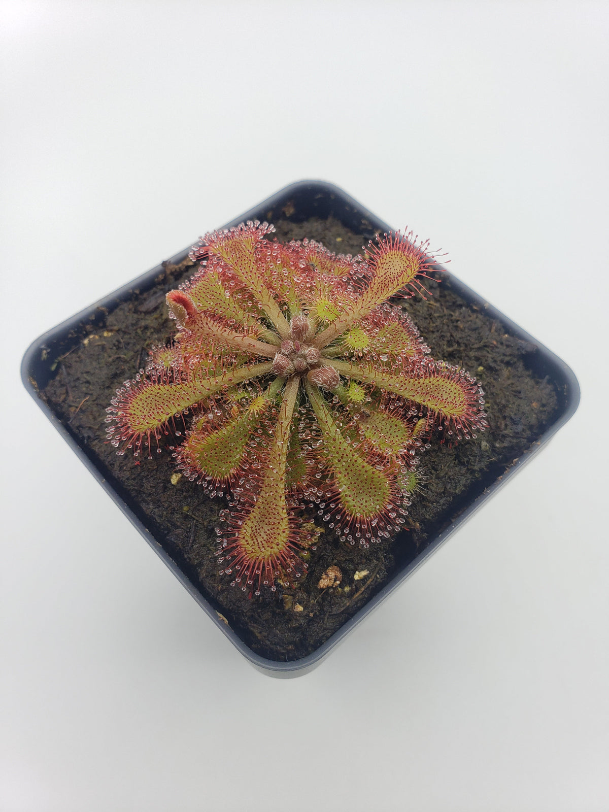 Drosera tokaiensis Sundew – Live Potted Carnivorous Plant – Drosera