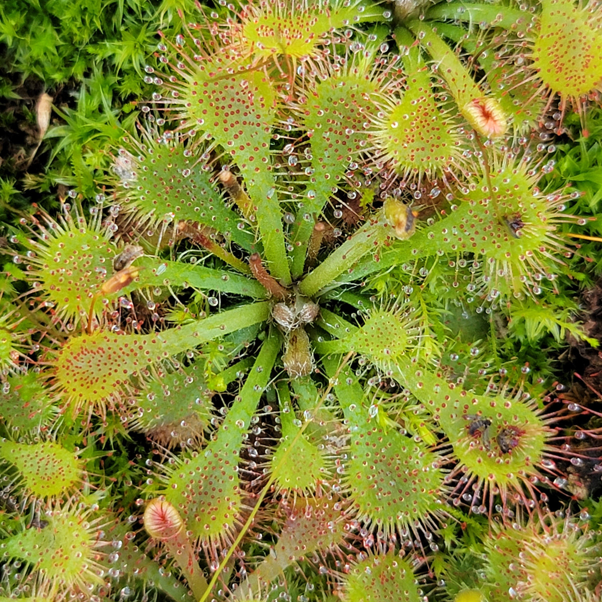 Drosera tokaiensis Sundew – Live Potted Carnivorous Plant – Drosera