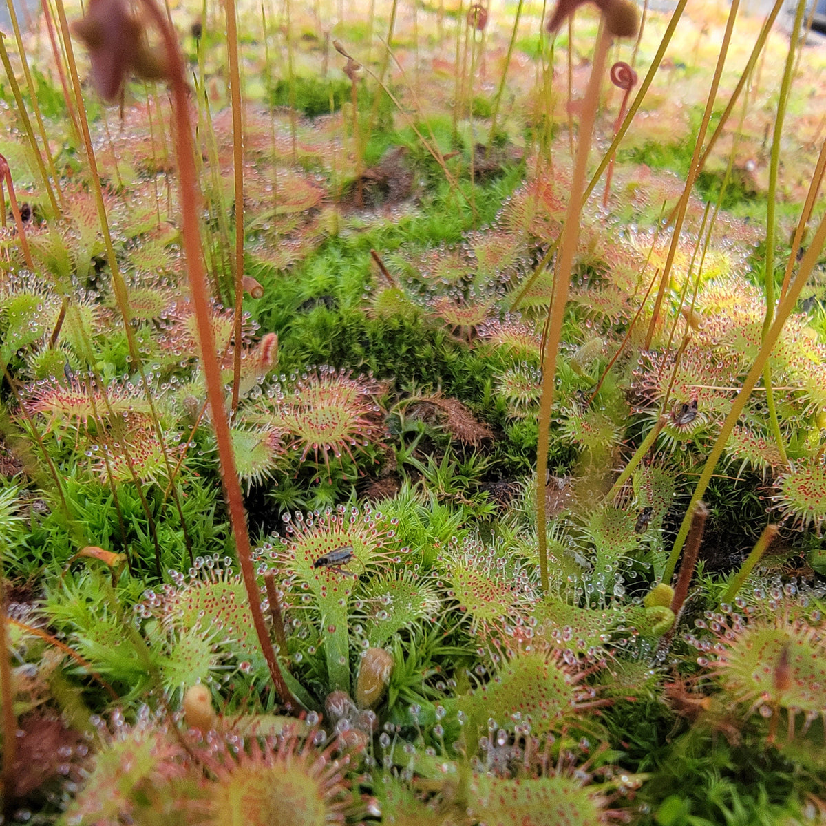 Drosera tokaiensis Sundew – Live Potted Carnivorous Plant – Drosera