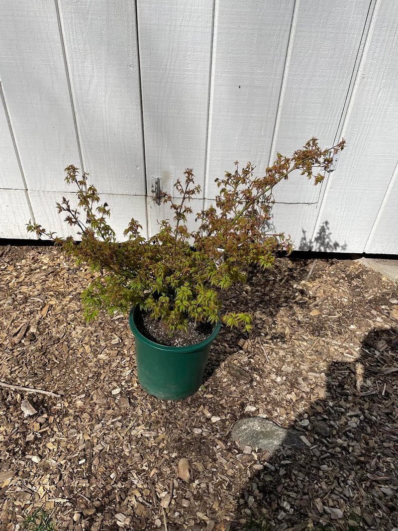 Acer Palmatum 'Kiyohime Yatsubusa' Dwarf – Trees and Shrubs
