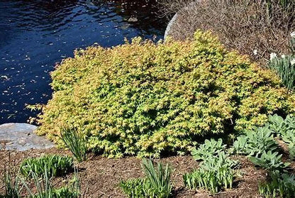 Acer Palmatum 'Kiyohime Yatsubusa' Dwarf