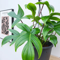 Philodendron Florida Green - 10" Hanging –