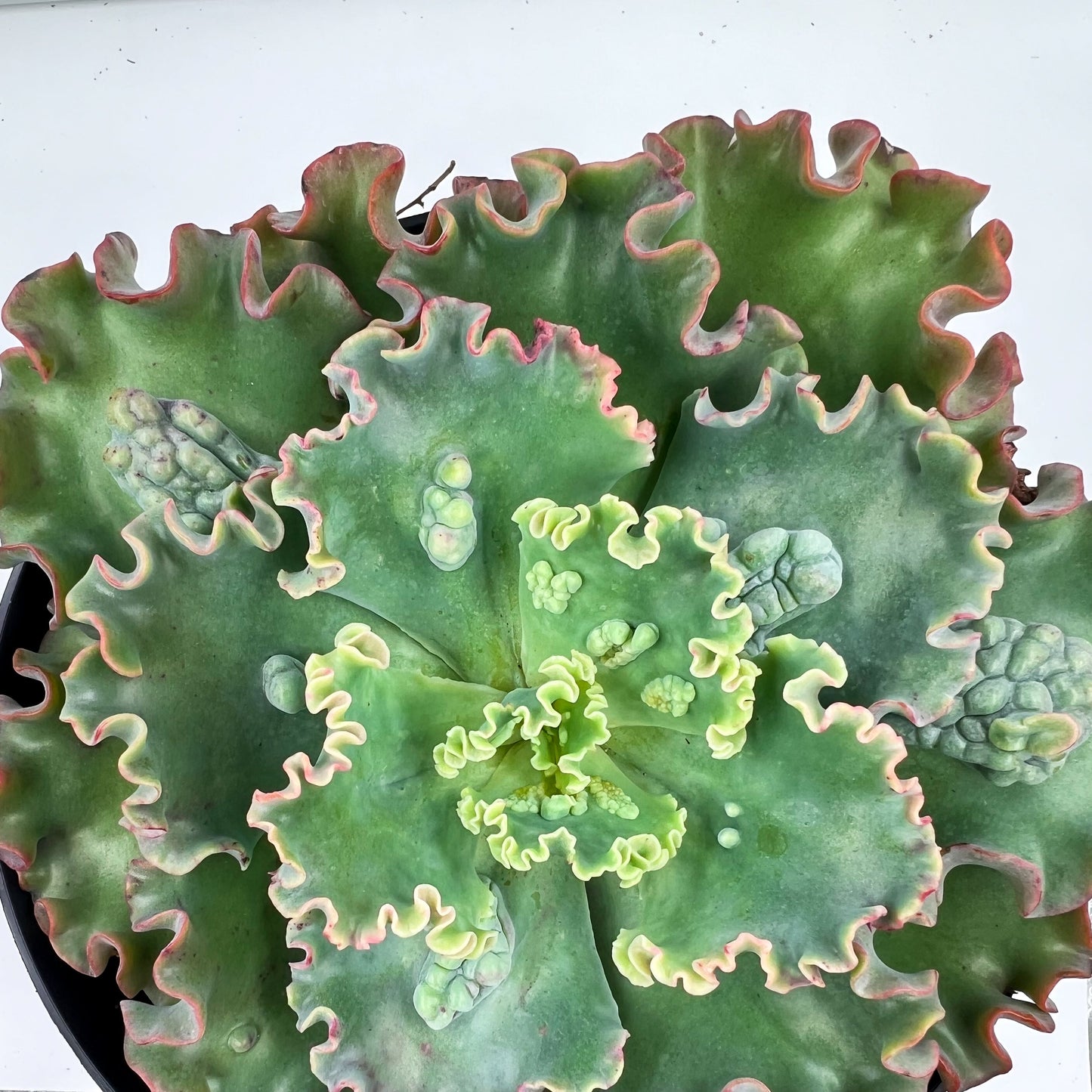 Echeveria SEADRAGON in 5 gallon pot