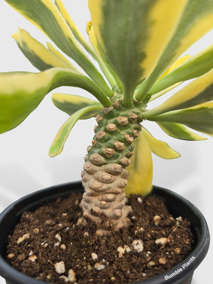 Euphorbia Poissonii Variegata