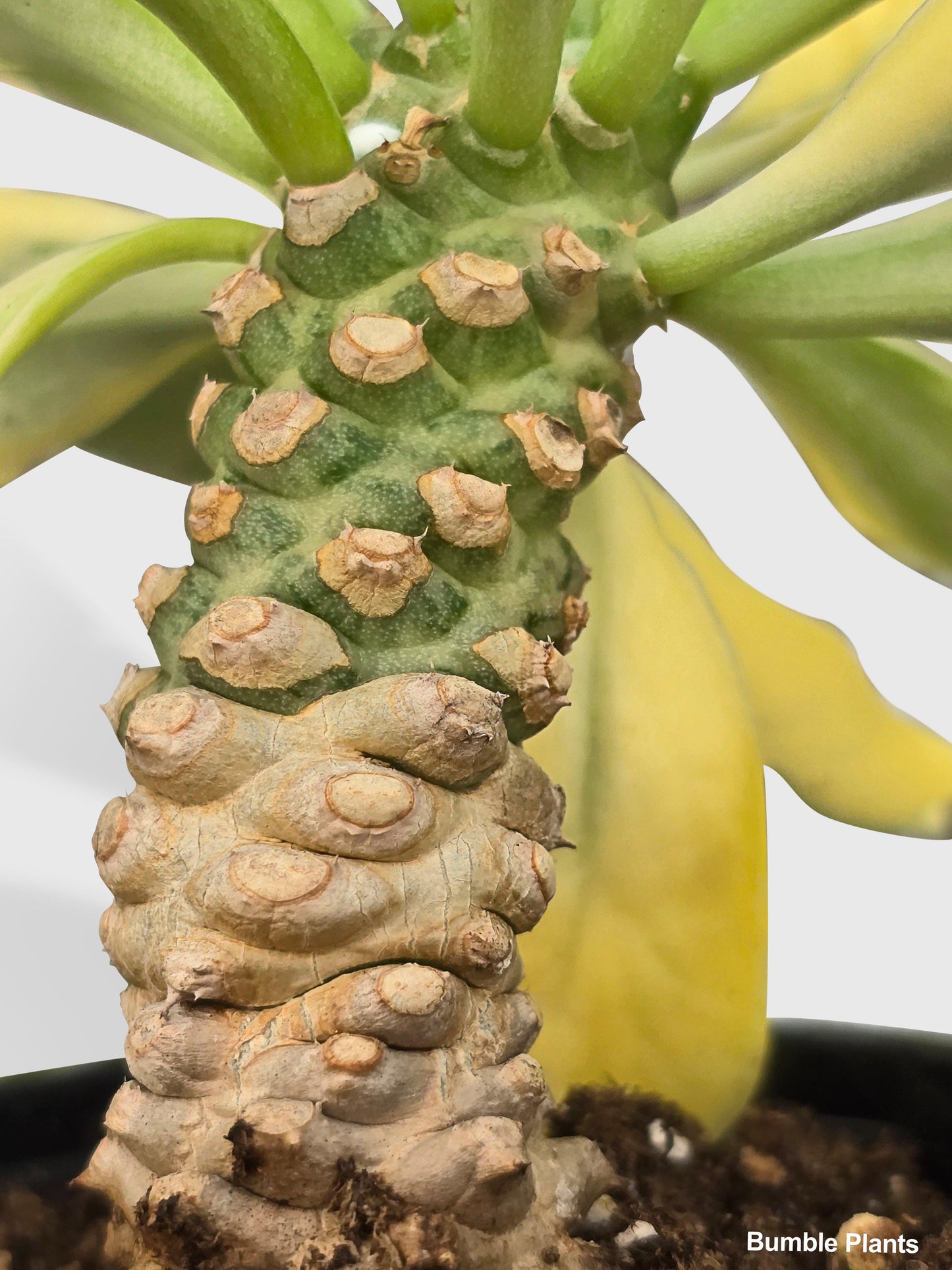 Euphorbia Poissonii Variegata