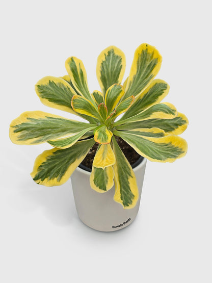 Euphorbia Poissonii Variegata