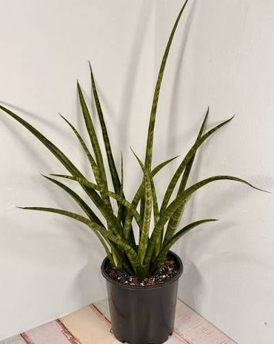 Sansevieria Parva –
