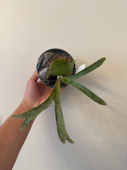 Platycerium alcicorne ‘Vassei’