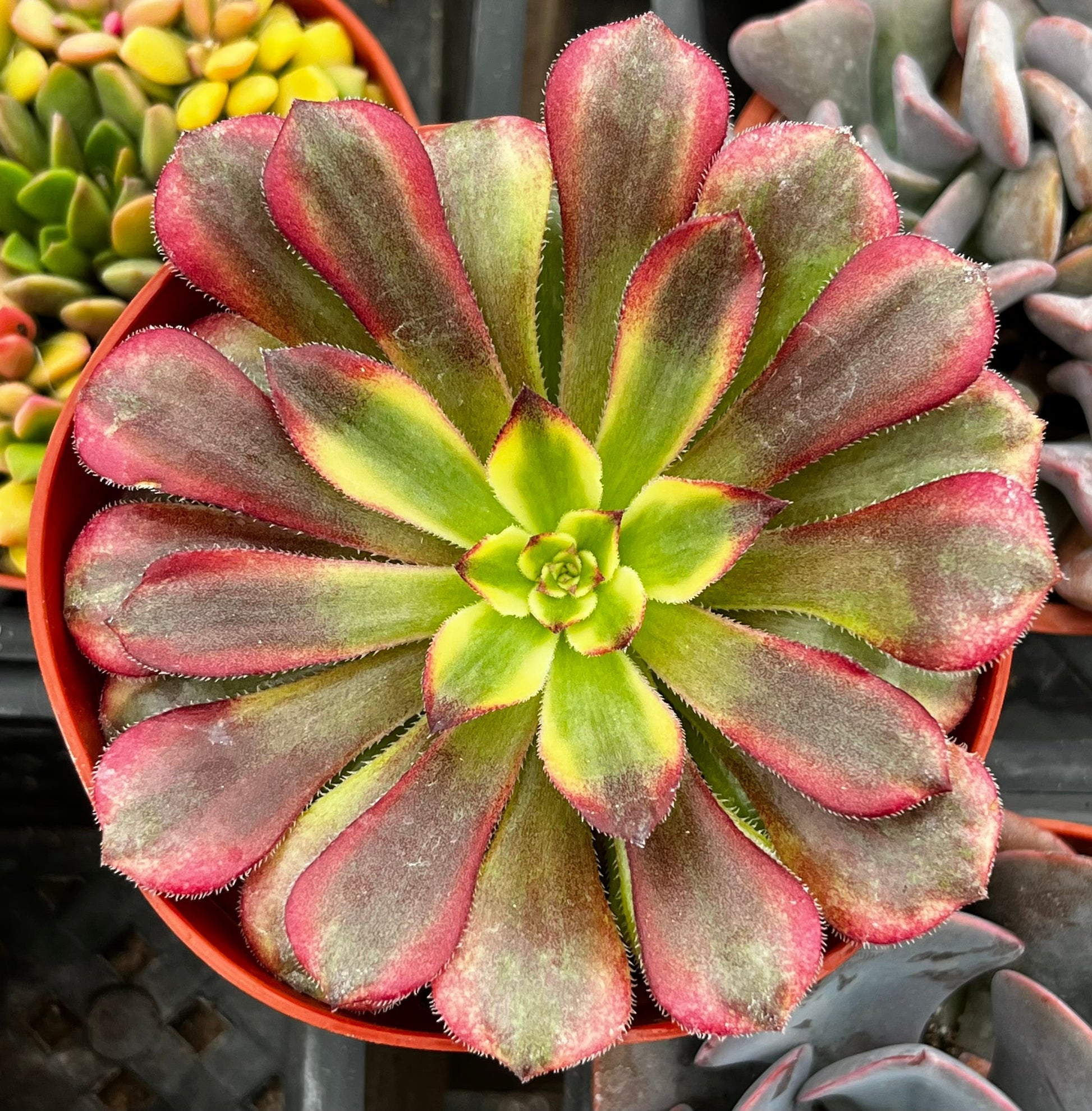 Aeonium Mardi Gras –