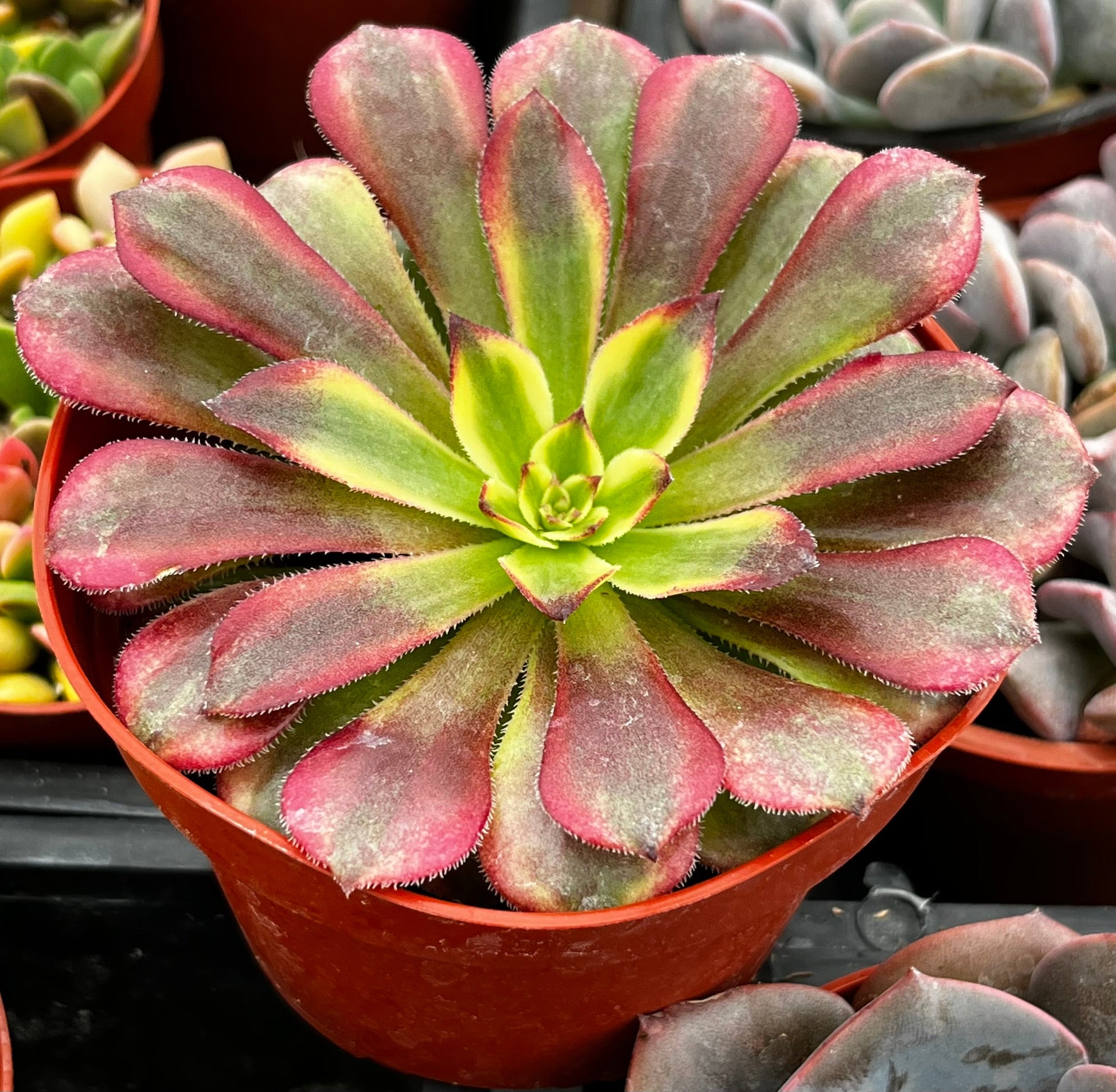 Aeonium Mardi Gras –
