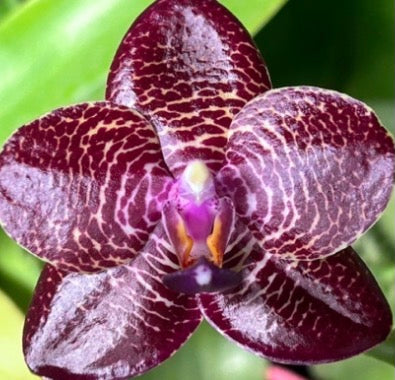 Phalaenopsis Miro Sun ‘BK’ x (Yaphon Super Jaguar x Yaphon Good Boy x venosa) – Rare Hybrid Orchid | Live Plant