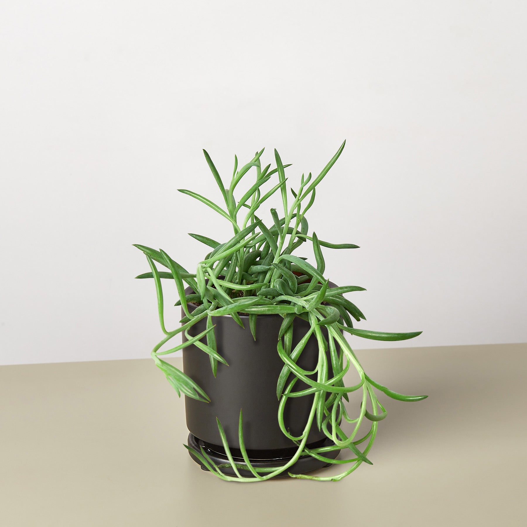 succulent fish hook plant Succulent Senecio Succulent 'Fish Hooks' – Moon Water Apothecary
