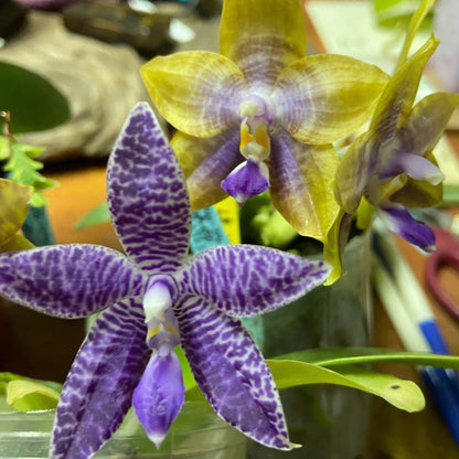 Phalaenopsis Mainshow Magic x KS Blue Ludde 303 – Rare Orchid Hybrid | Seedling Bloom