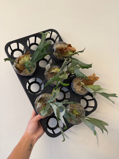 Platycerium Moonlight SBD#1 spore