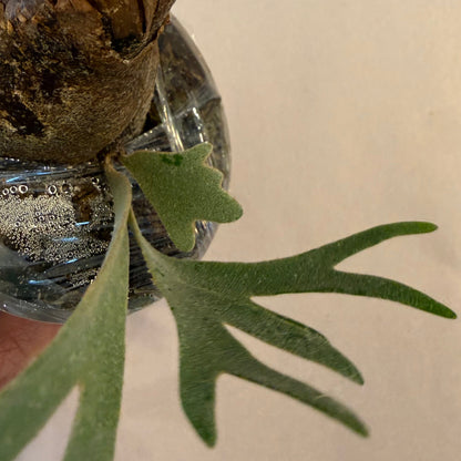 Platycerium Willinckii Moonlight ‘Dwarf Select’