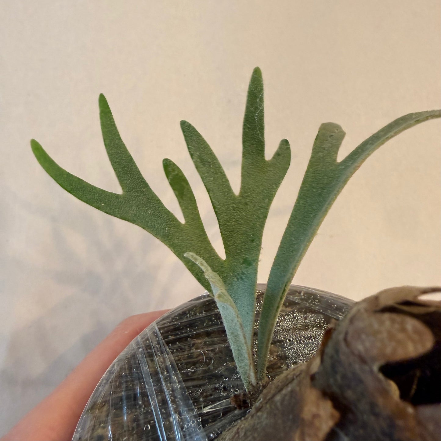 Platycerium Willinckii Moonlight ‘Dwarf Select’