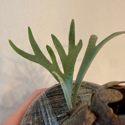 Platycerium Willinckii Moonlight ‘Dwarf Select’