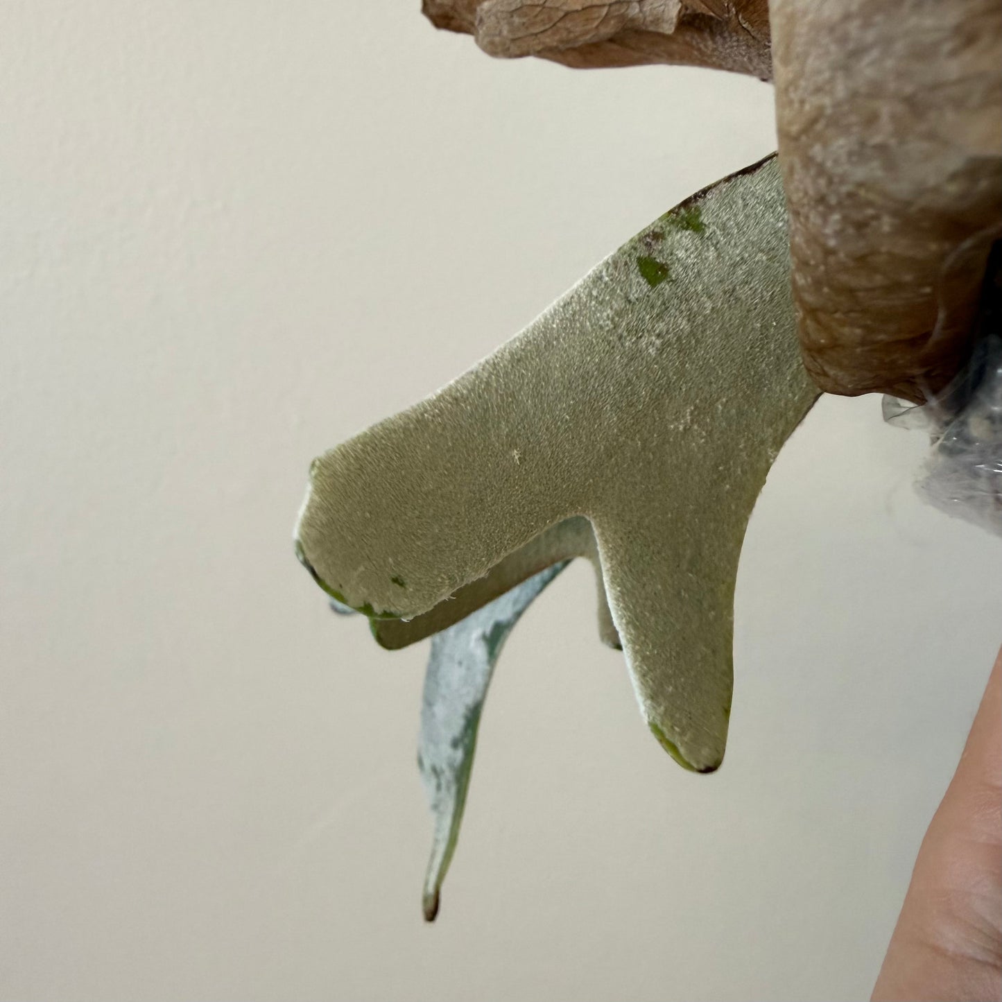 Platycerium Willinckii Little Moon Spore