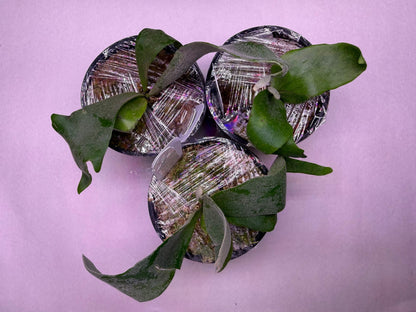 Platycerium Willinckii Little Crown SBD#1 spore