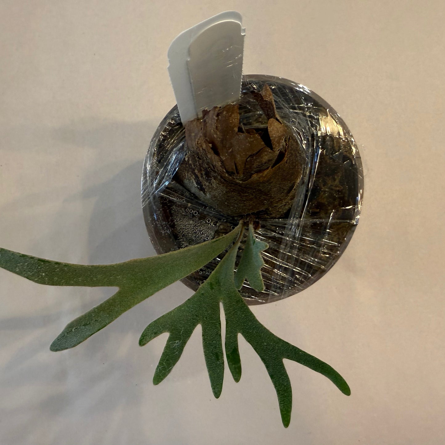 Platycerium Willinckii Moonlight ‘Dwarf Select’