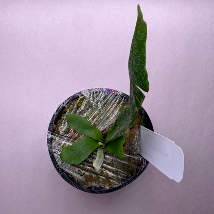 Platycerium Willinckii Little Crown SBD#1 spore select