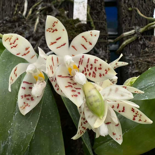 Phalaenopsis zebrina x sib