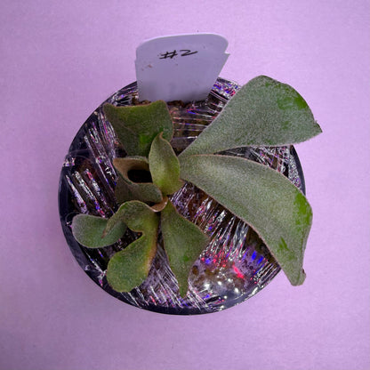 Platycerium Snow Ape Spore select