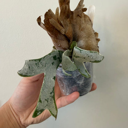 Platycerium Willinckii Little Moon Spore