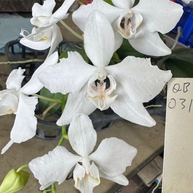 Phalaenopsis amabilis ‘Feather’