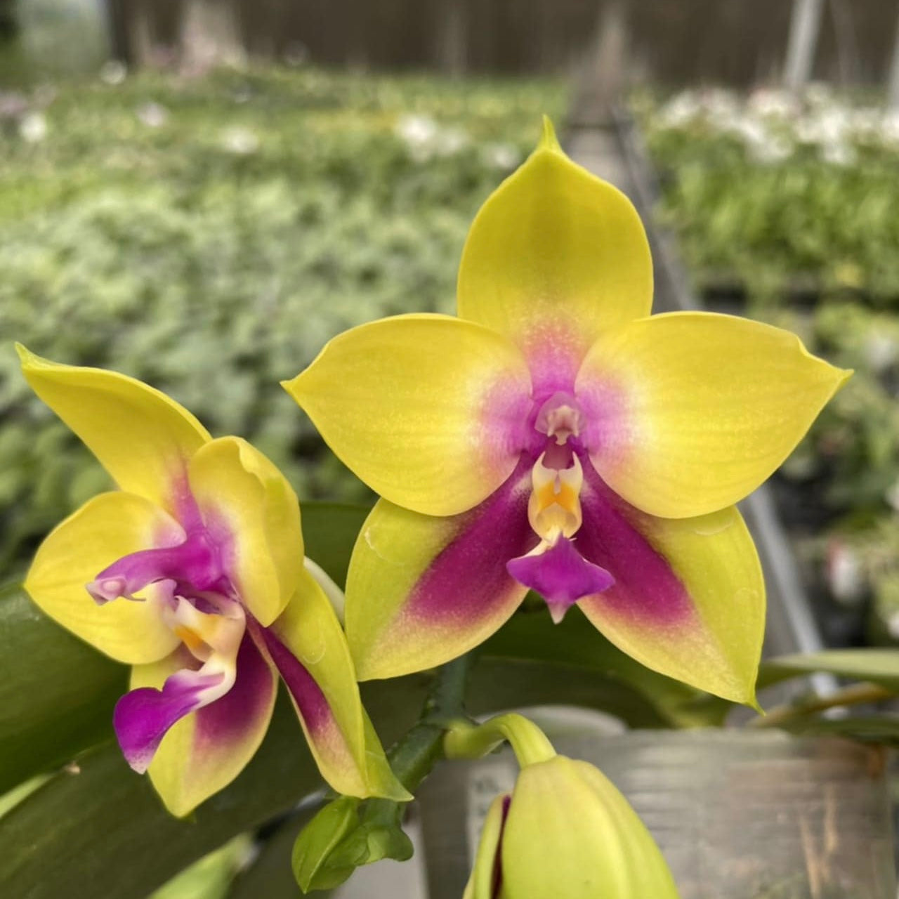 Phalaenopsis LD’s Bear Queen – Rare Novelty Orchid | Live Plant