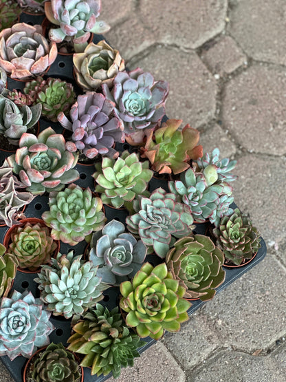 Rosette Variety Tray of 40