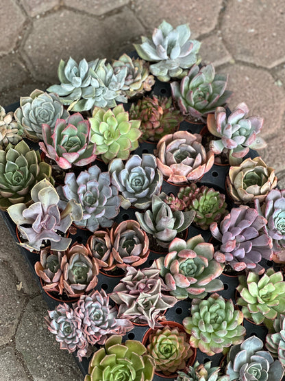 Rosette Variety Tray of 40