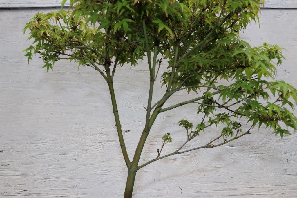 Green Japanese Maple Bonsai Tree – Japanese Maple