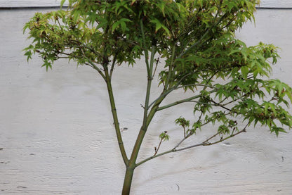 Green Japanese Maple Bonsai Tree – Japanese Maple