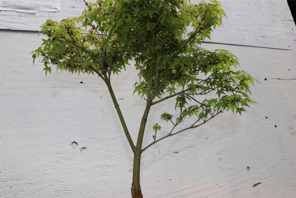 Green Japanese Maple Bonsai Tree – Japanese Maple