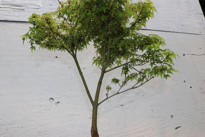 Green Japanese Maple Bonsai Tree – Japanese Maple