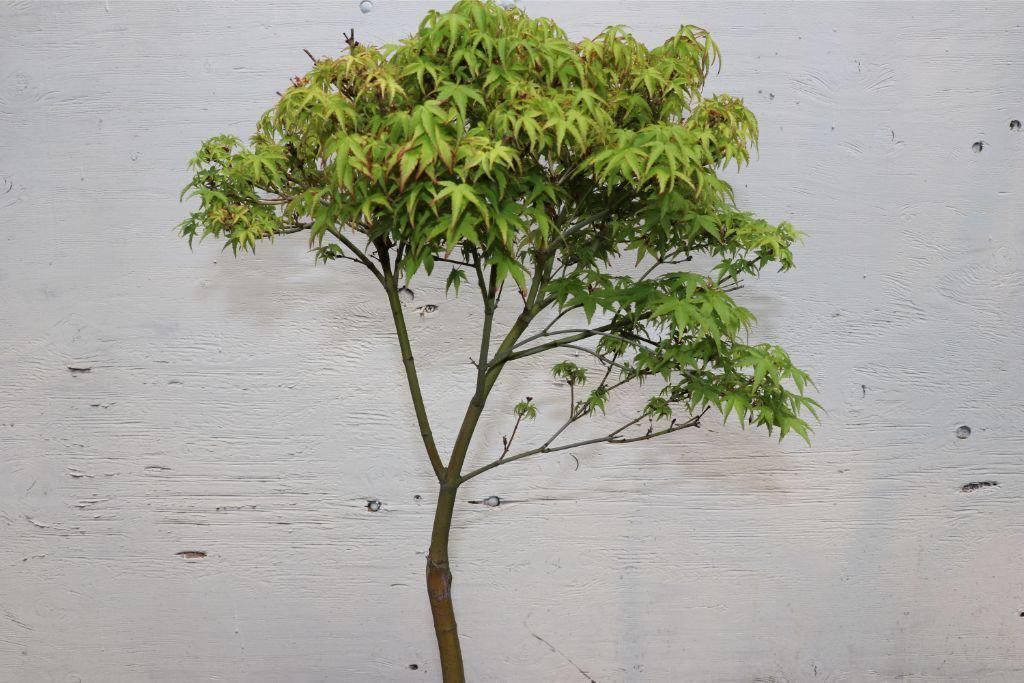 Green Japanese Maple Bonsai Tree – Japanese Maple