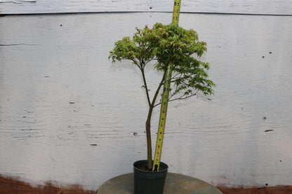 Green Japanese Maple Bonsai Tree – Japanese Maple