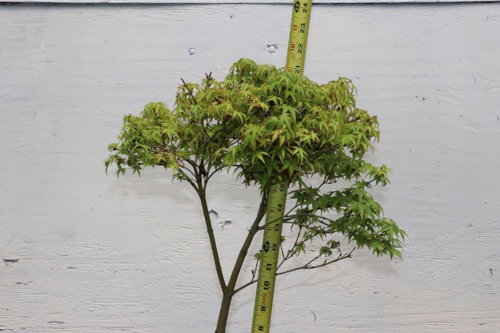 Green Japanese Maple Bonsai Tree – Japanese Maple