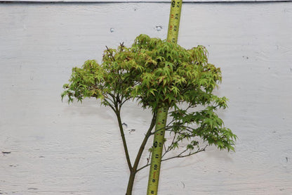 Green Japanese Maple Bonsai Tree – Japanese Maple