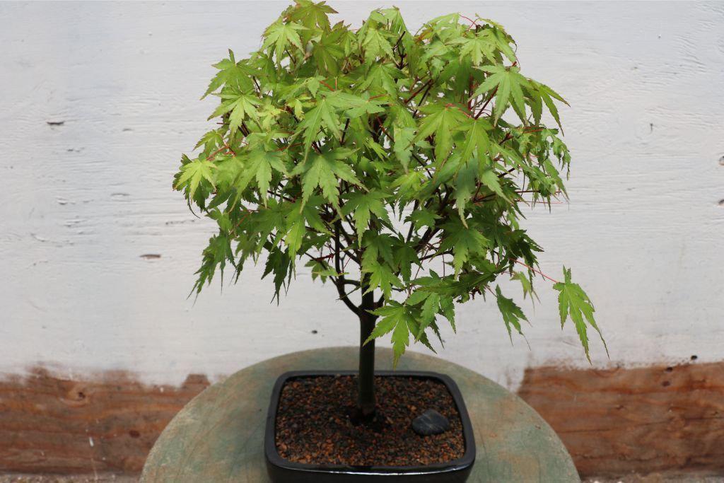 Green Japanese Maple Bonsai Tree – Japanese Maple