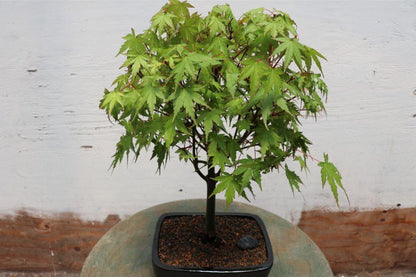 Green Japanese Maple Bonsai Tree – Japanese Maple