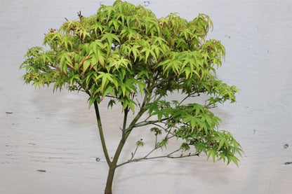 Green Japanese Maple Bonsai Tree – Japanese Maple
