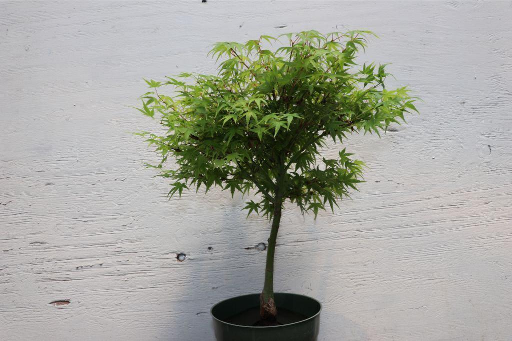 Green Japanese Maple Bonsai Tree (Small) – Japanese Maple