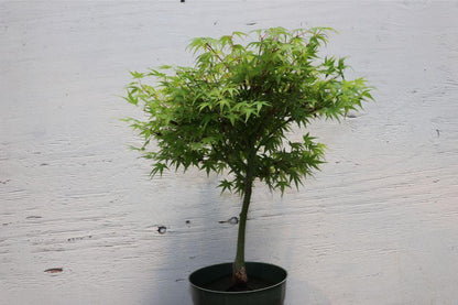 Green Japanese Maple Bonsai Tree (Small) – Japanese Maple