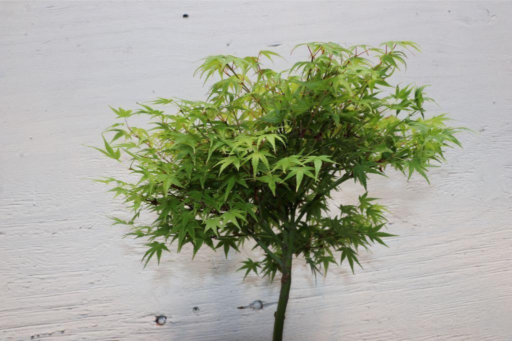 Green Japanese Maple Bonsai Tree (Small) – Japanese Maple