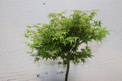 Green Japanese Maple Bonsai Tree (Small) – Japanese Maple