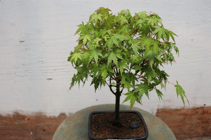 Green Japanese Maple Bonsai Tree (Small) – Japanese Maple