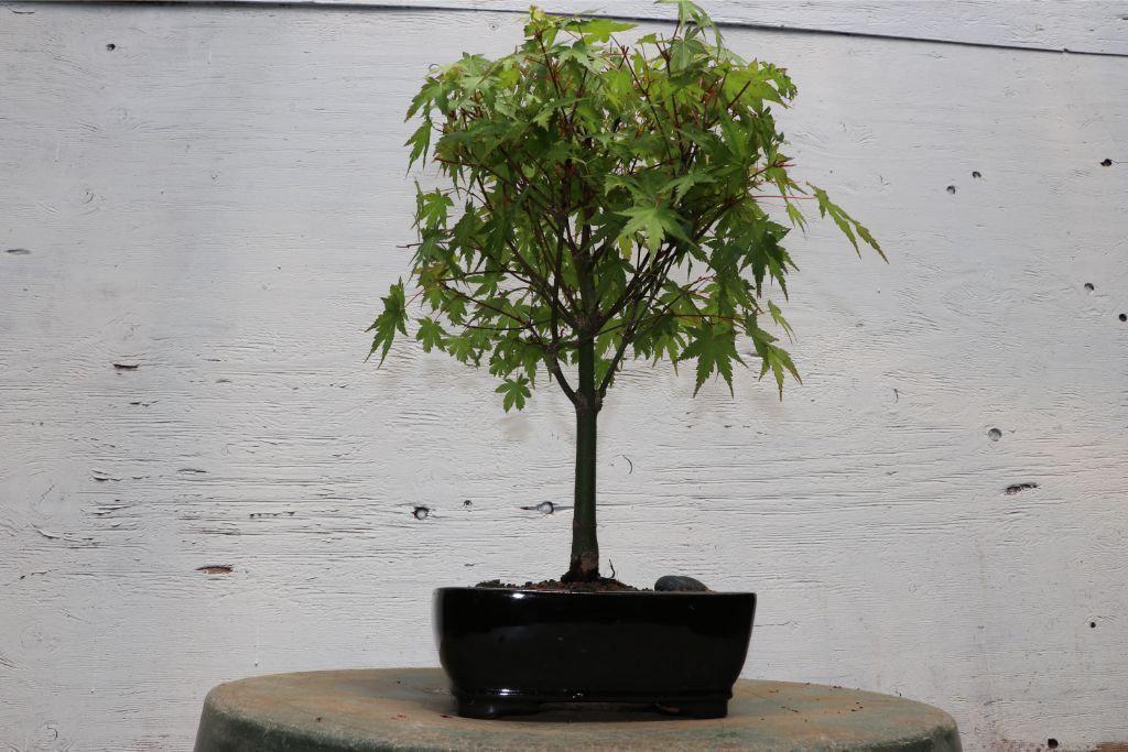 Green Japanese Maple Bonsai Tree (Small) – Japanese Maple