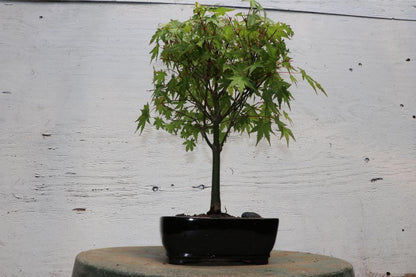 Green Japanese Maple Bonsai Tree (Small) – Japanese Maple